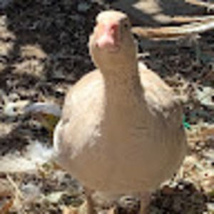 Meet your Posher, Albert